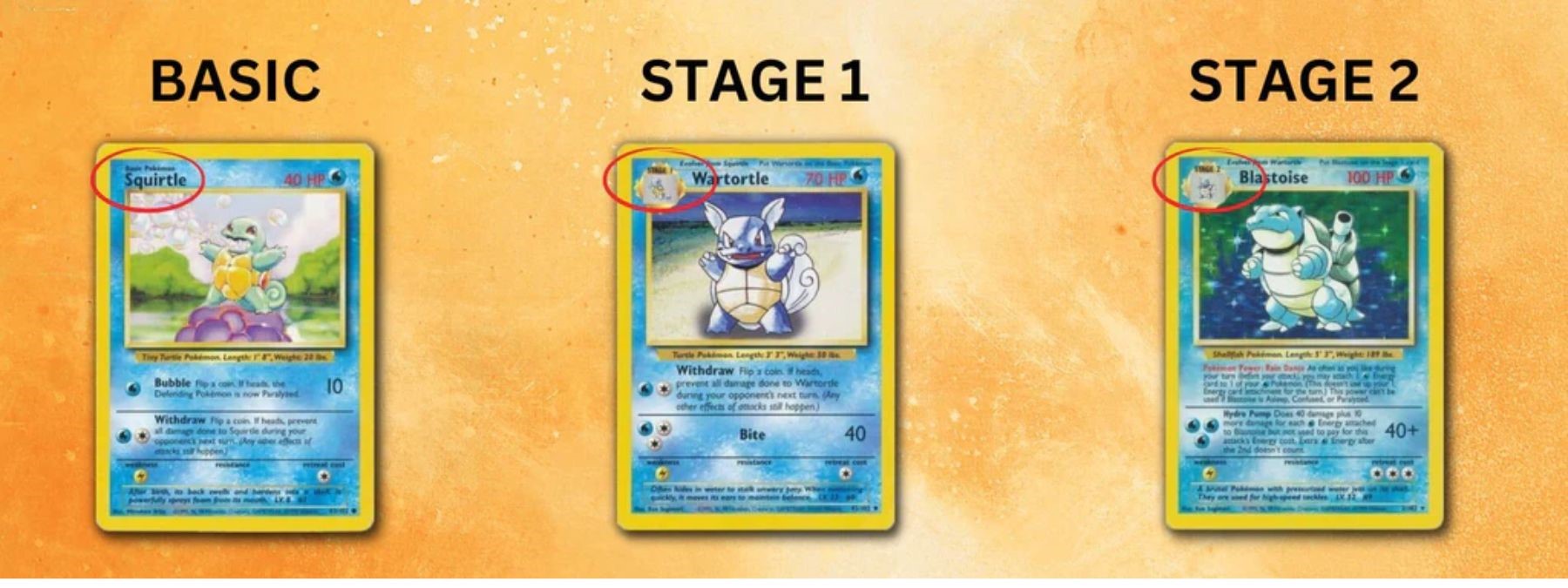 The evolution of Basic Pokémon - Stage 1 - Stage 2 Cards